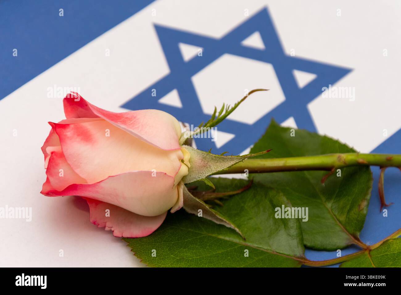 Komposition mit Rose und Flagge Israels - symbolisches Foto für Themen in Bezug auf Nationalität, Feiertage, Trauer, Ehrung Stockfoto