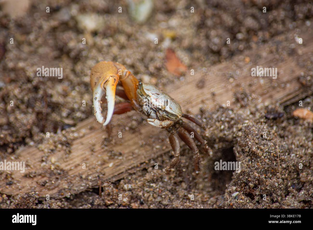 Eine Nahaufnahme einer Krabbe, die aus dem Sand am Rincon del Mar auftaucht und die einzigartige Artenvielfalt des kolumbianischen San Bernardo Archipels zeigt. Stockfoto