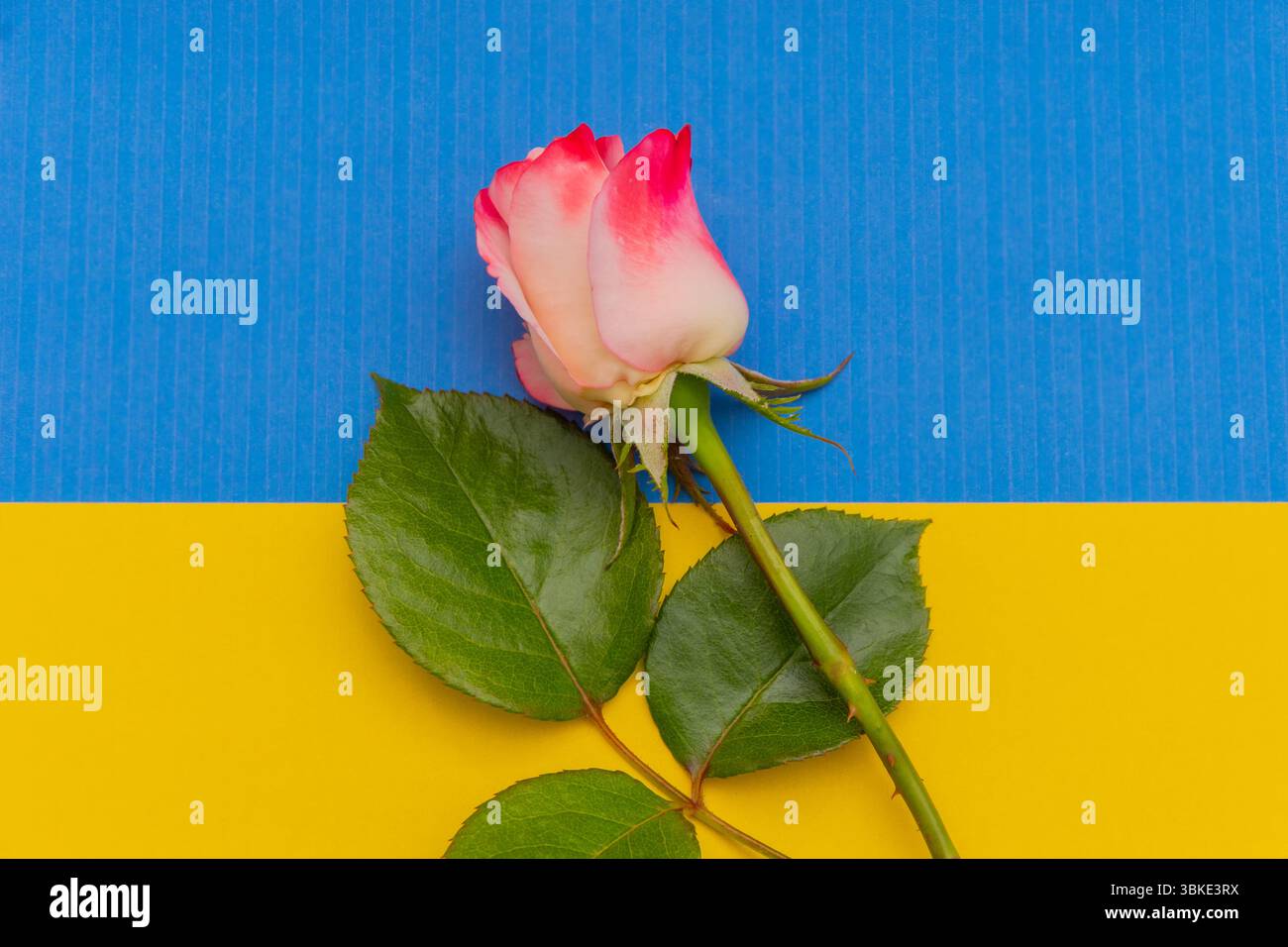 Die rot-weiße Rose auf der blau-gelben Flagge der Ukraine symbolisiert Frieden, Liebe und Hoffnung in schwierigen Zeiten Stockfoto