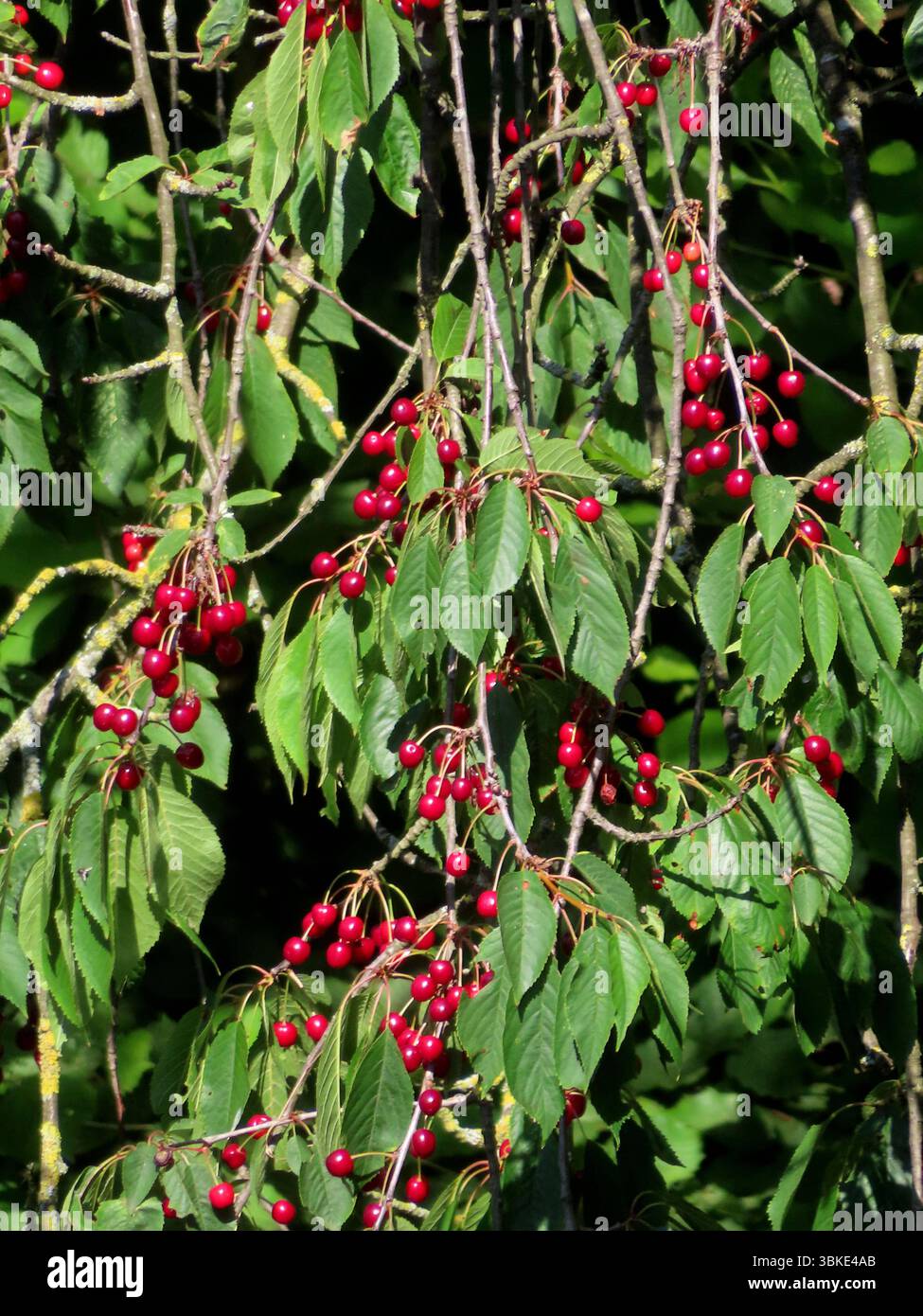...Sieht gut aus - schmeckt gut - tut gut... Kirschen im Kilopack *** sieht gut aus, schmeckt gut, macht gute Kirschen im Kilowack Stockfoto