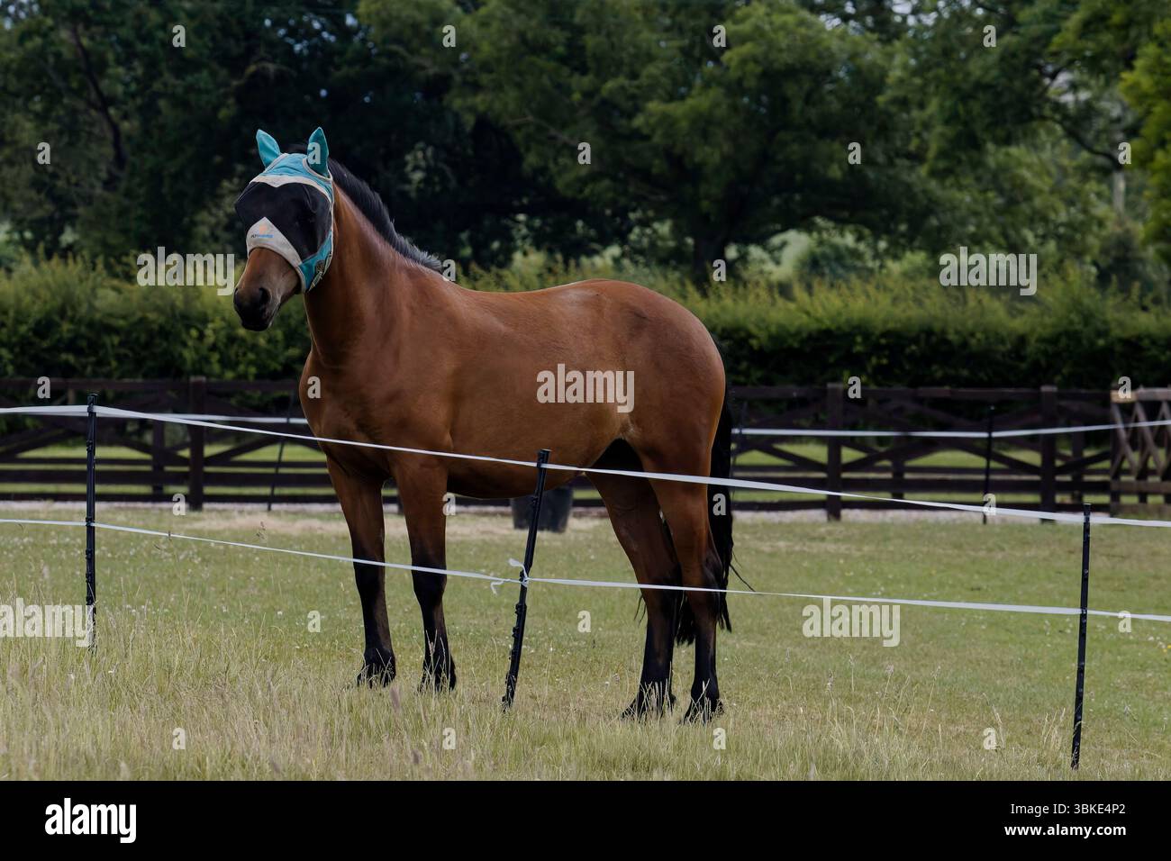 Pferdeschau: Bay Horse in Schutzausrüstung auf umzäuntem Feld Stockfoto