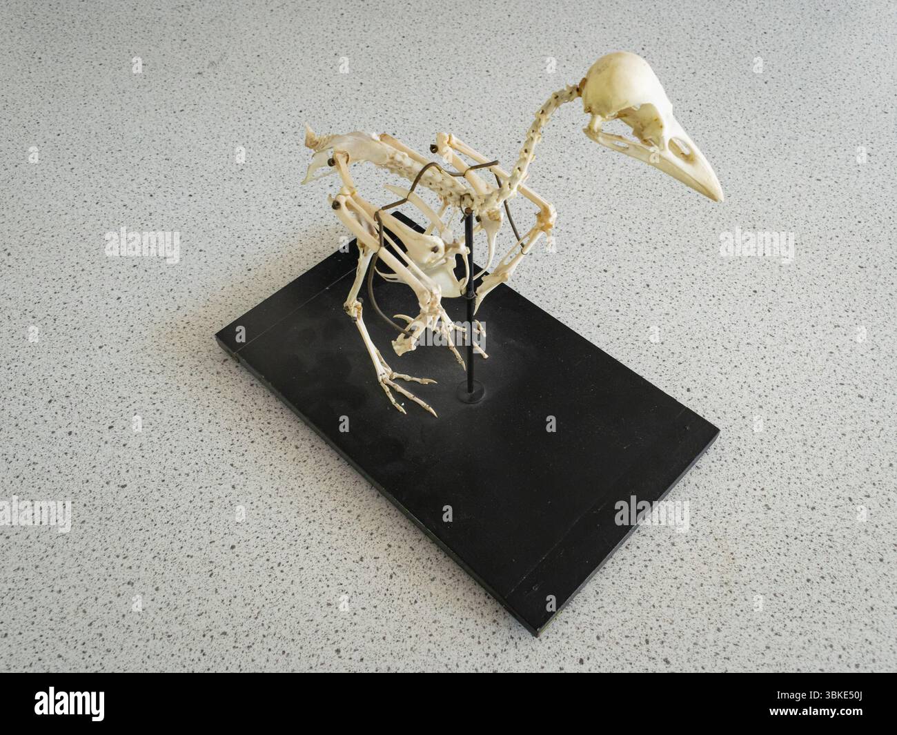 Berittenes Skelett eines Turms (Corvus frugilegus), das im Biologiekurs der High School verwendet wird. Stockfoto