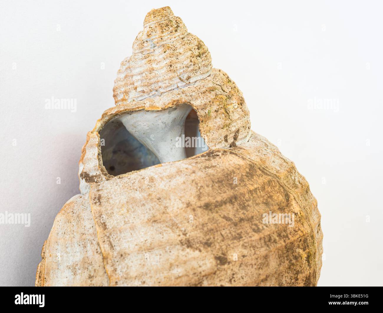 Bohrung in einer großen Schale, durch die die innere Struktur der Helix sichtbar ist. Wird im Biologiekurs in der Schule verwendet. Stockfoto