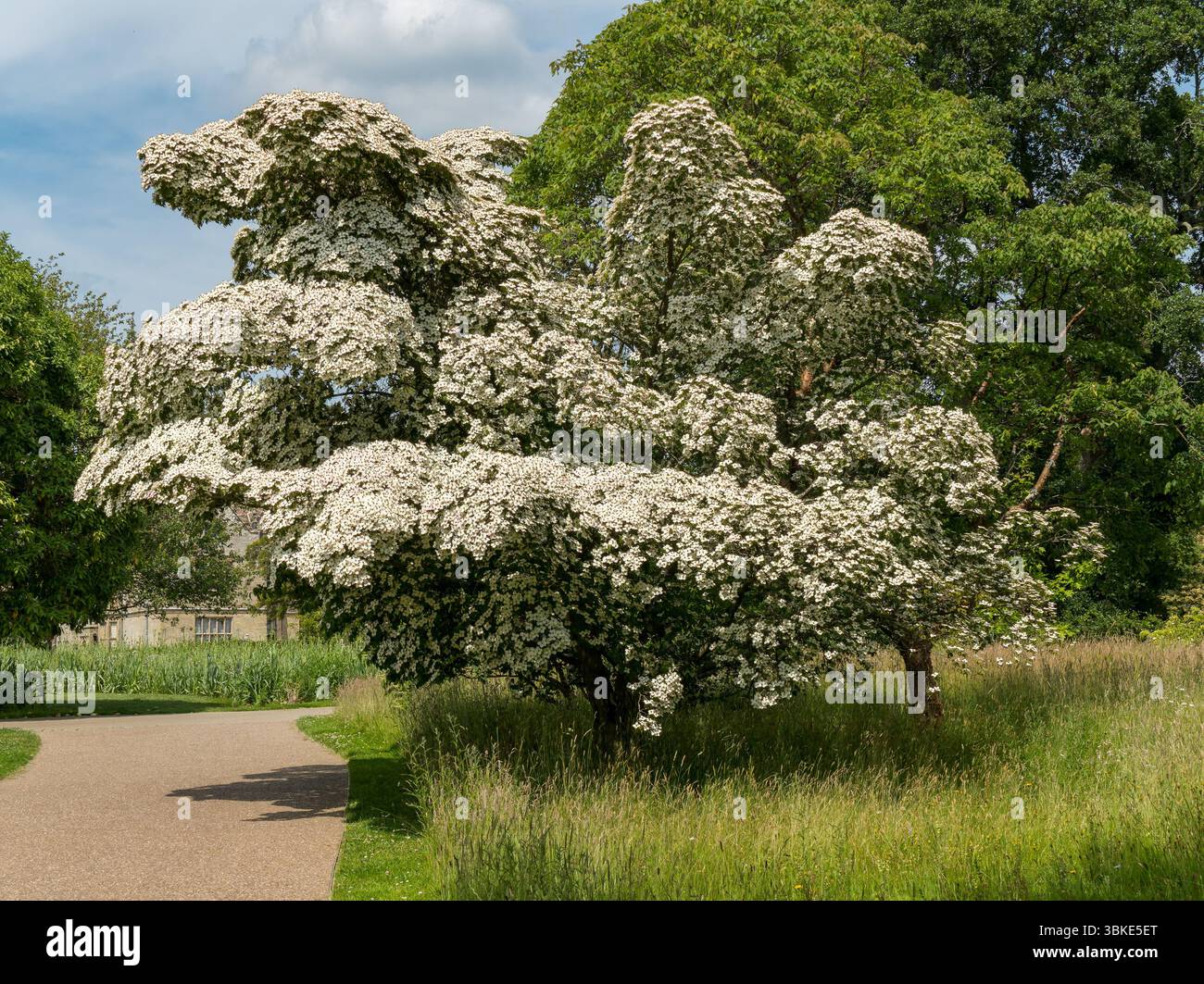 Japanisches Hartholz (Cornus kousa) mit strahlend weißer Blüte in voller Blüte, Juni, RHS Wakehurst, England, Großbritannien Stockfoto
