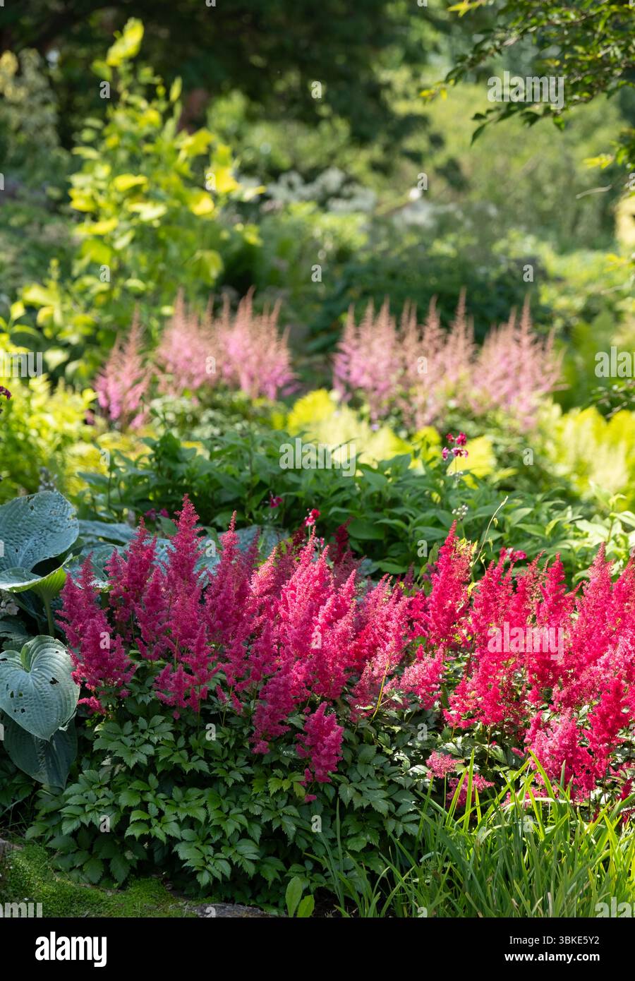 Flauschige, dunkel- und hellrosa ausdauernde astilbe-Blüten wachsen im Steingarten neben dem Fluss im RHS Wisley Garden, Surrey, Großbritannien Stockfoto