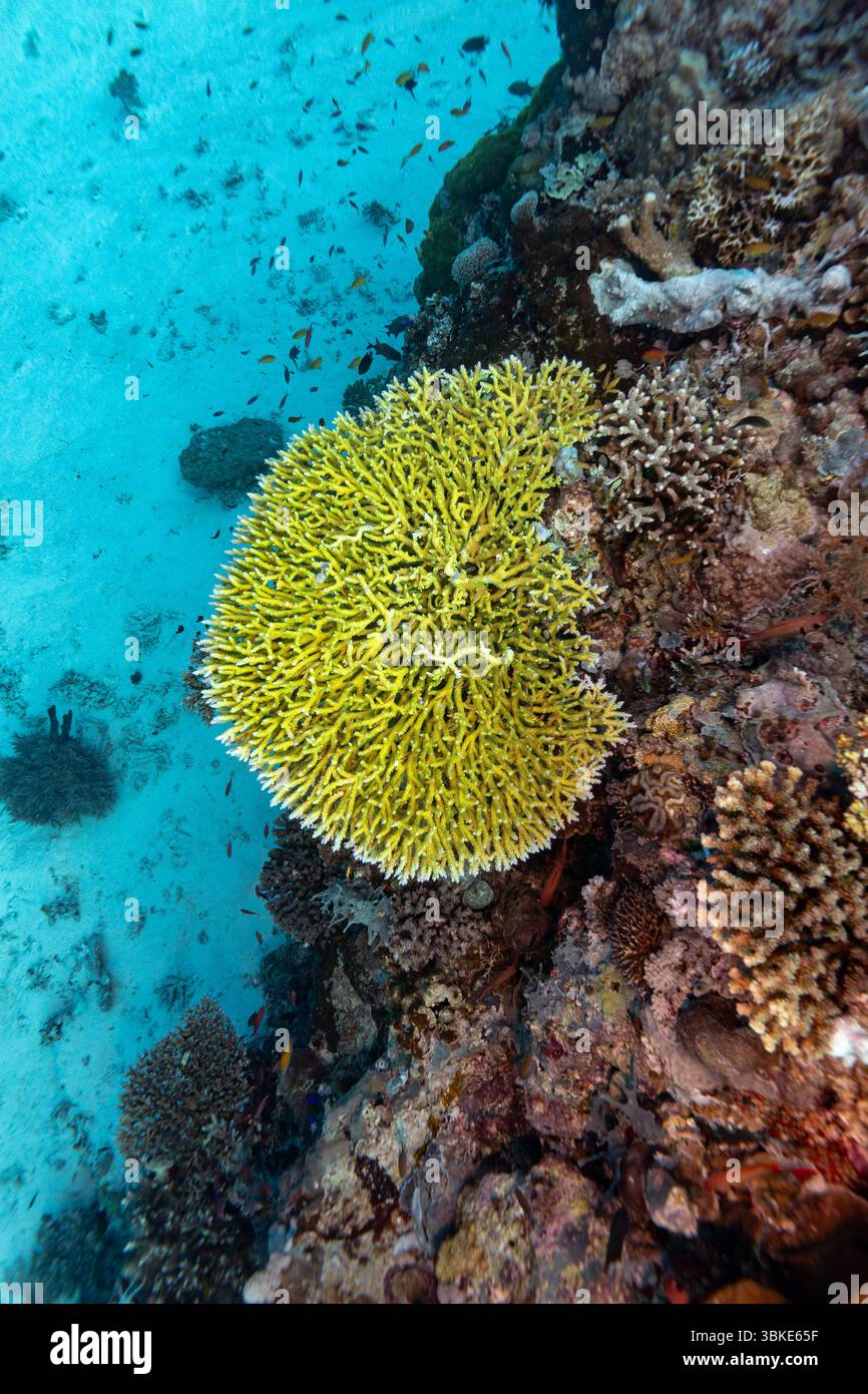 Eine lebhafte gelbe Korallenformation hebt sich vom Sandboden und anderen Korallenstrukturen ab, bietet einen Lebensraum für kleine Fische und trägt zur Artenvielfalt des Unterwasserökosystems bei. Stockfoto