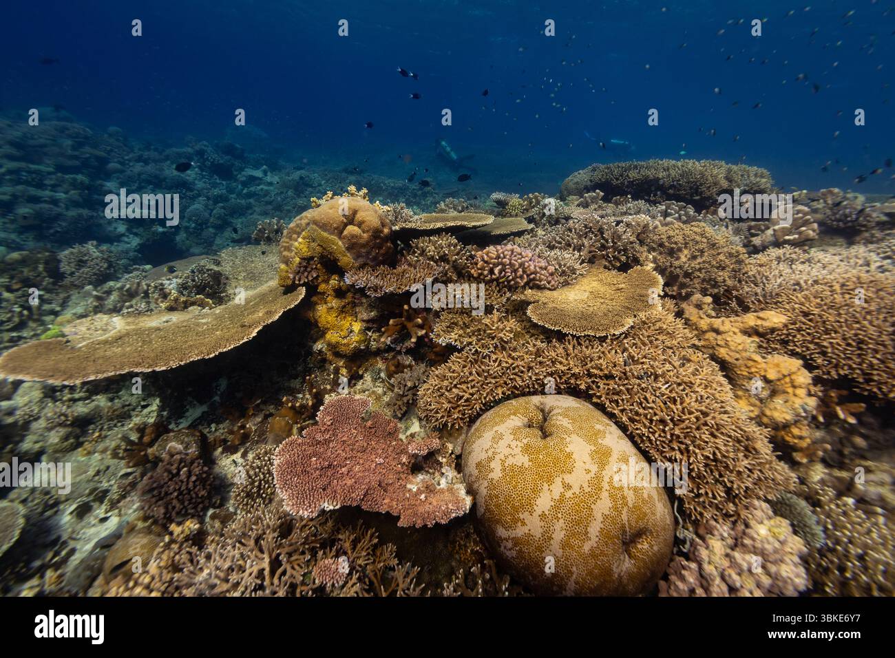 Ein lebendiges Korallenriff voller Leben, einschließlich verschiedener Korallenformationen und Fischschwärme, mit einem Taucher, der im Hintergrund erkundet. Stockfoto