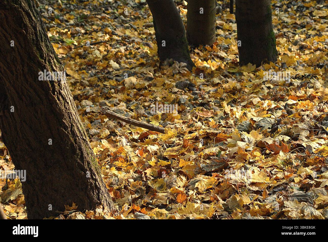 Ein sonniger Waldboden im Herbst, bedeckt mit einem dicken Teppich aus goldenen und braunen Blättern, mit Baumstämmen im Vordergrund. Stockfoto
