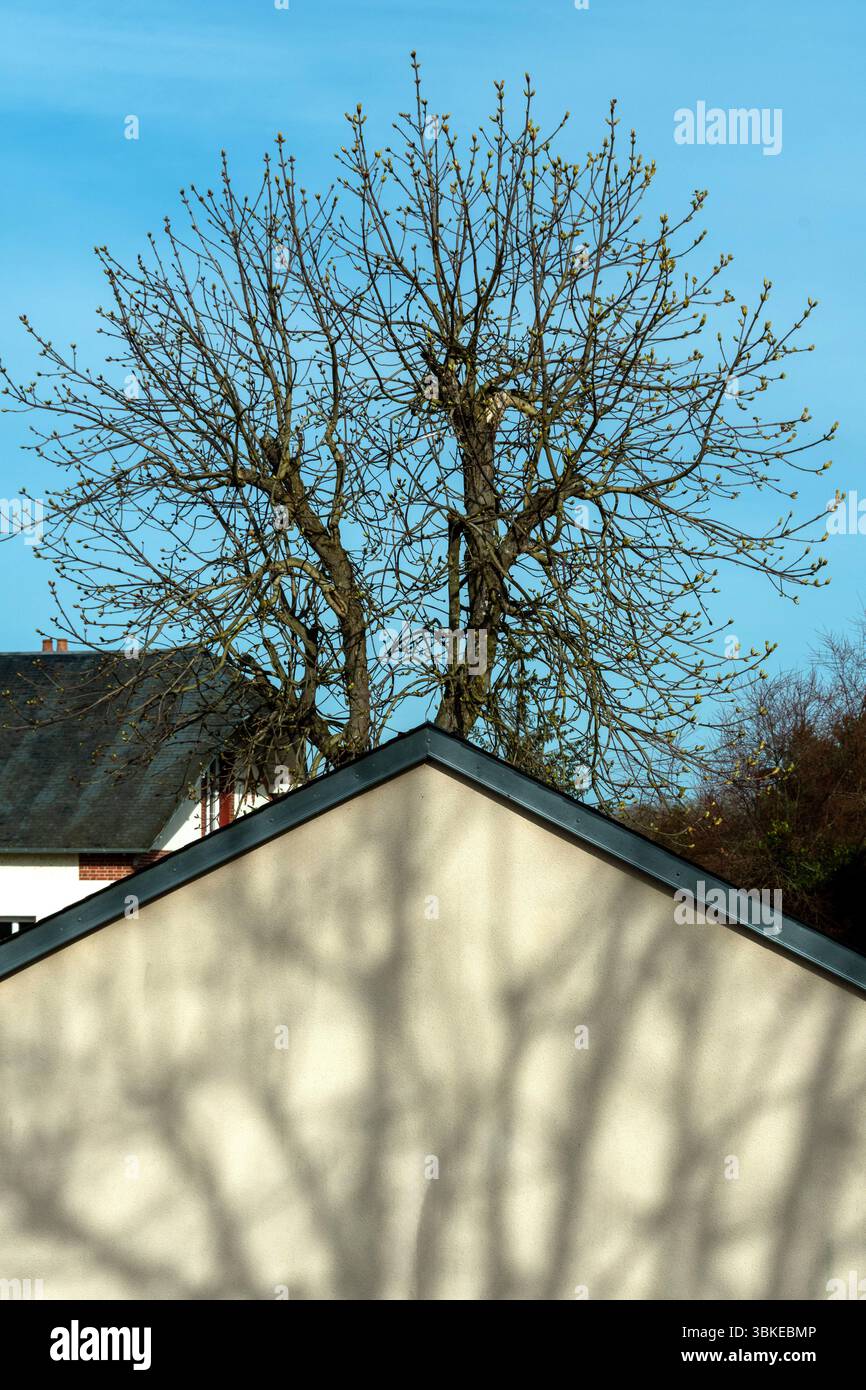 Ein hoher Baum mit spärlichen Ästen steht hinter einem Haus und wirft komplizierte Schatten auf das schräge Dach. Frankreich Stockfoto