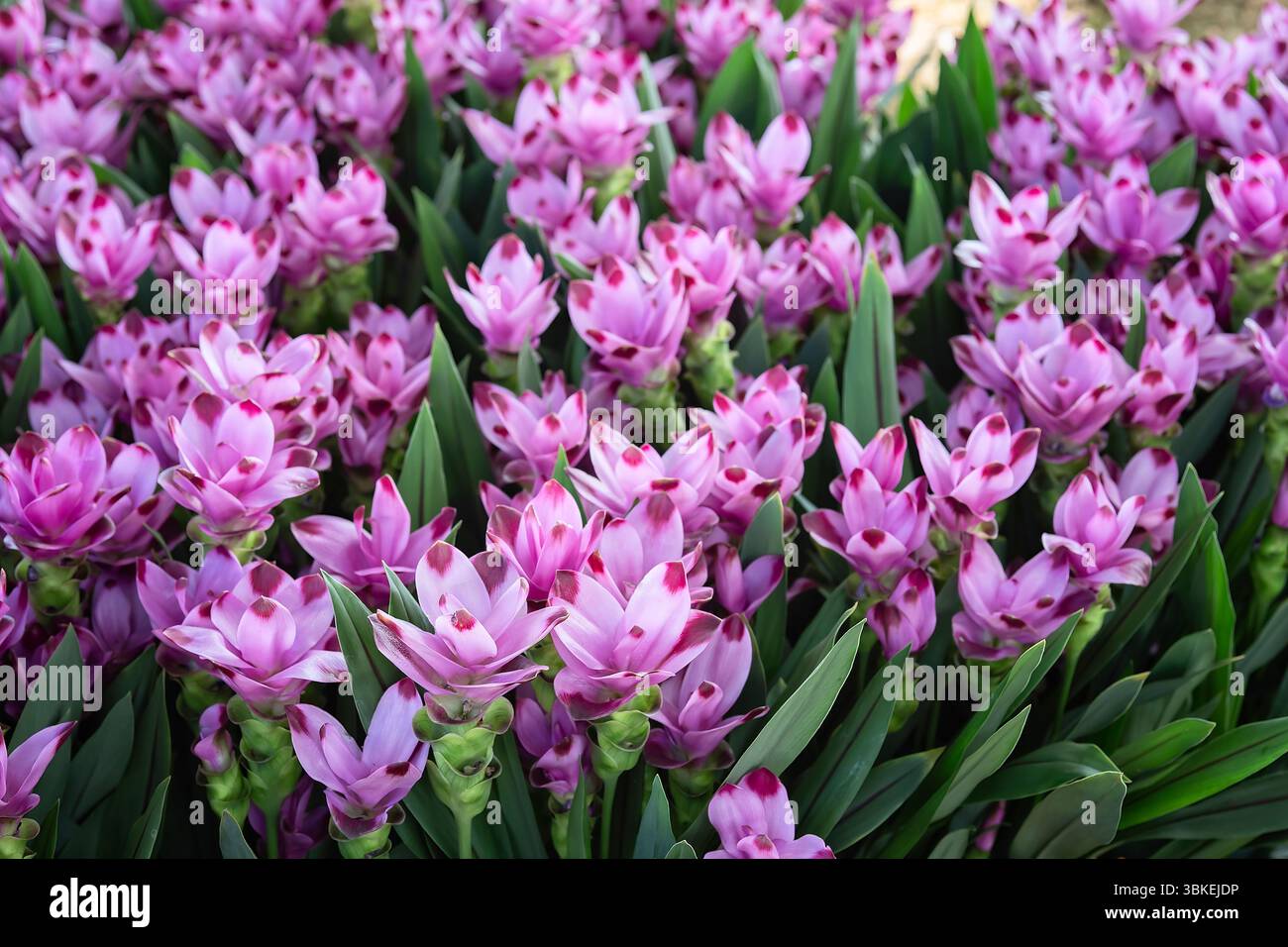Curcuma alismatifolia cv Skyline, Zingiberaceae. Cultivar Hybrid. Rhizomatöses Staudenkraut. Zierpflanze. Violette Blüte. Stockfoto