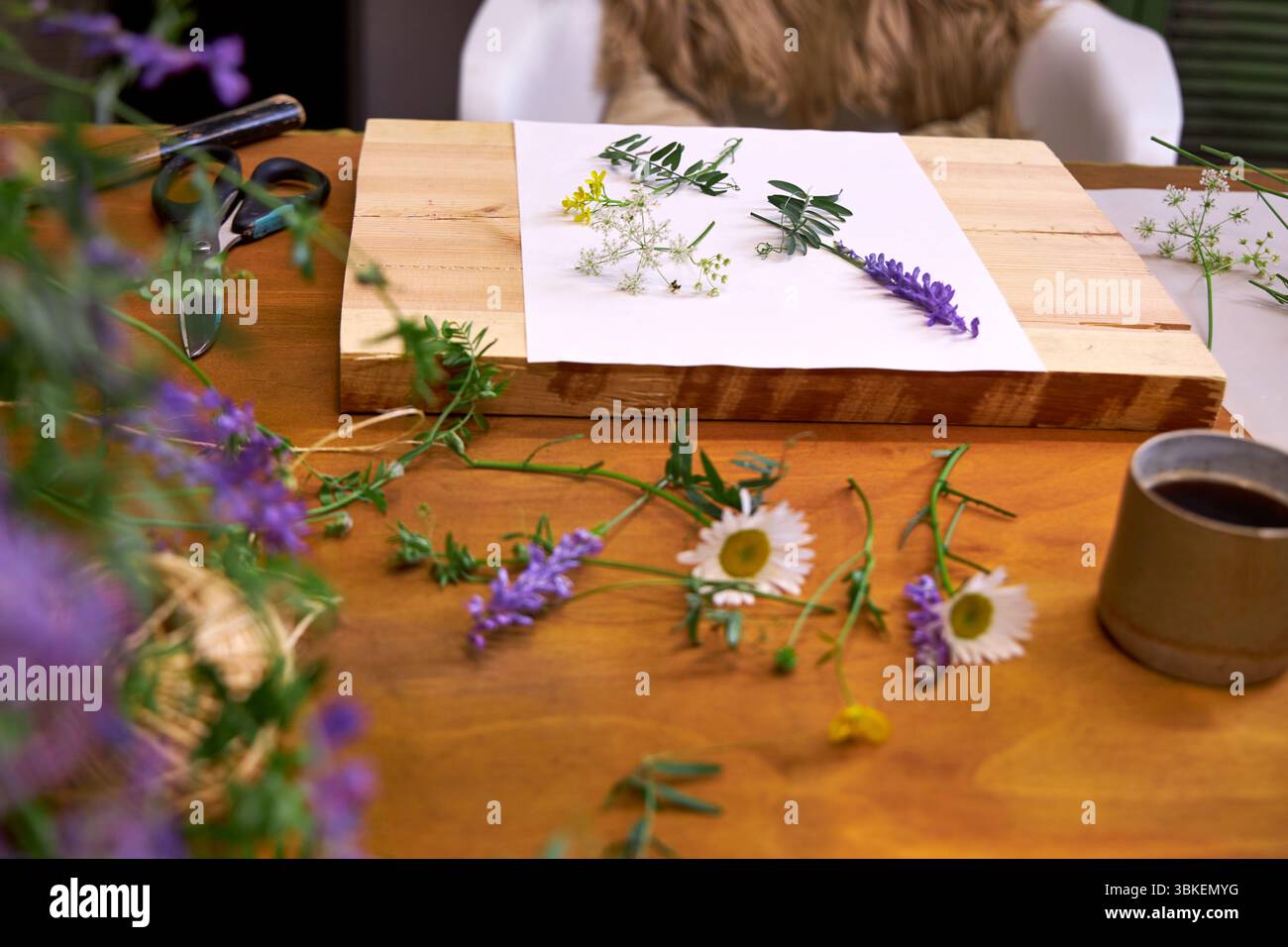 Blick von oben auf eine botanische Druckanlage auf einem rustikalen Holztisch. Ein weißes Blatt Papier ist mit frischen Blumen, die zum Pressen angeordnet sind, versehen Stockfoto