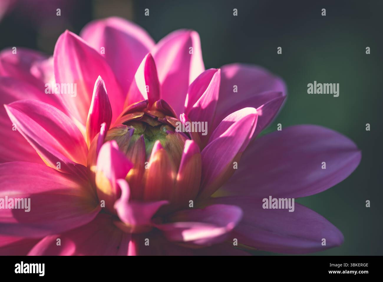 Nahaufnahme einer rosa Dahlienblüte, die sich öffnet. Blütenblätter verbergen immer noch die Pistil. Stockfoto
