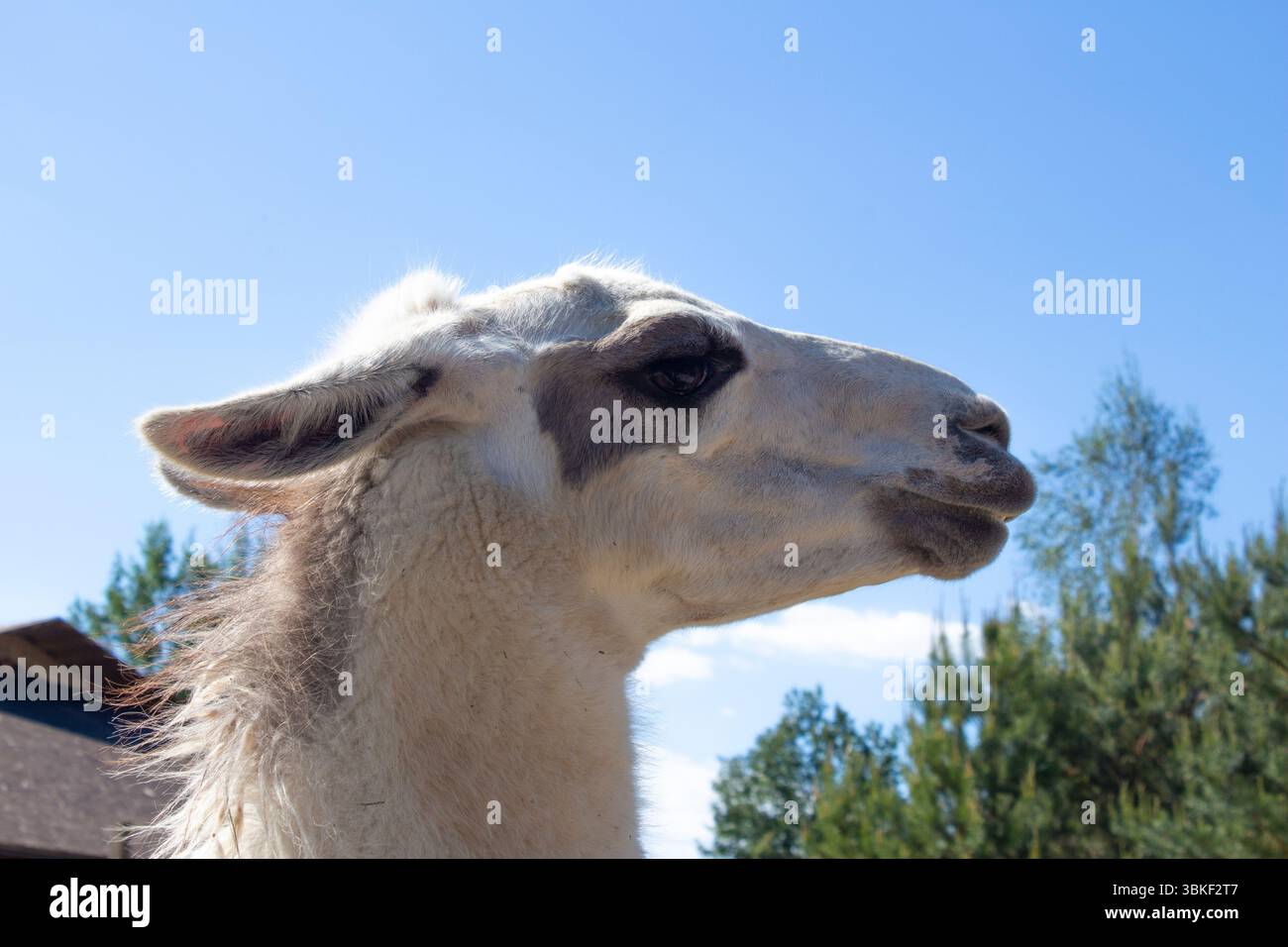 Süßes neugieriges Lama auf einer Farm. Kopf eines wunderschönen Lama vor einem blauen Himmel. Schöne und lustige Tiere. Tiere in einem Zoo halten. Stockfoto