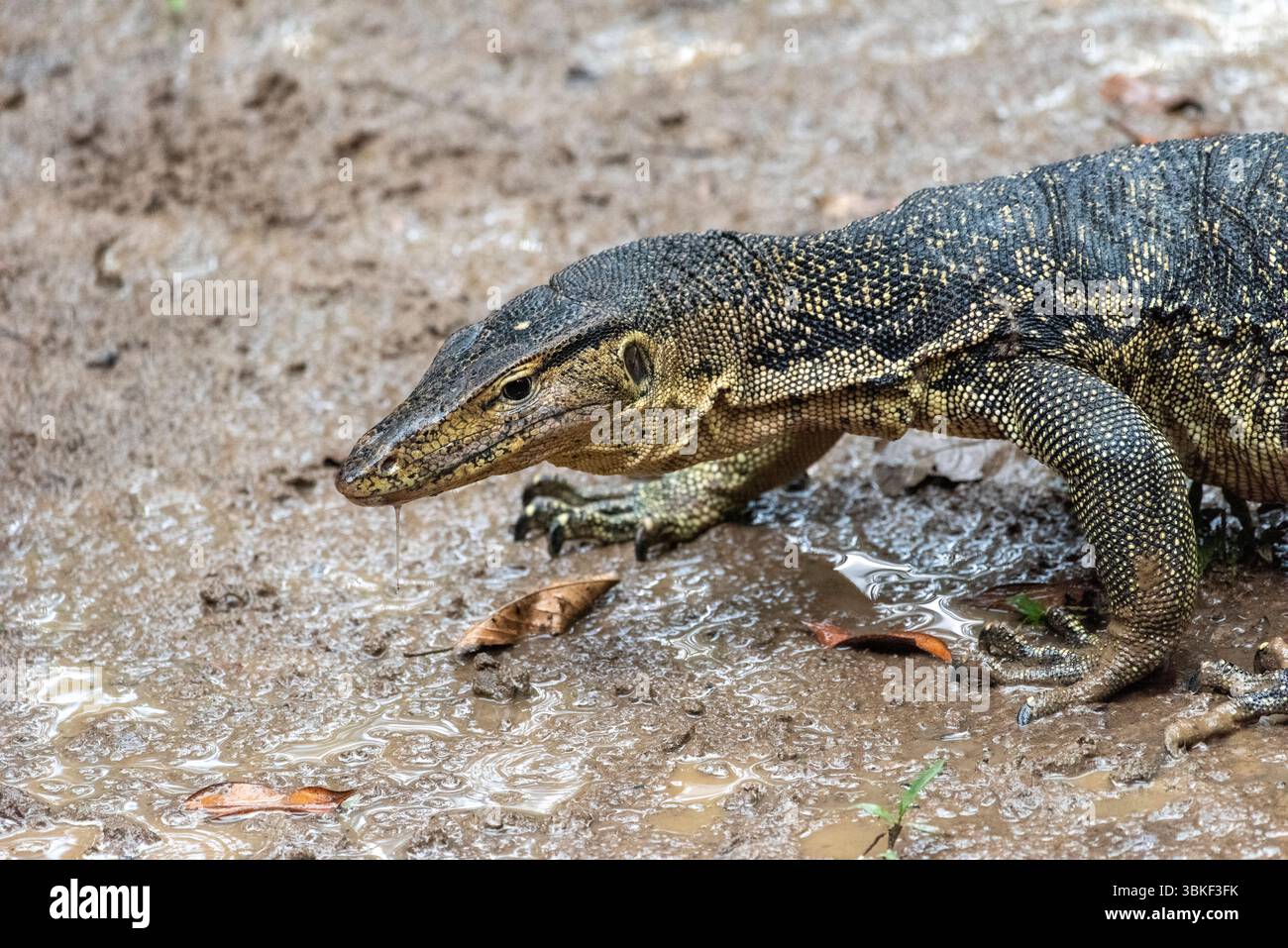 Asiatischer Wassermonitor - Varanus salvator Stockfoto