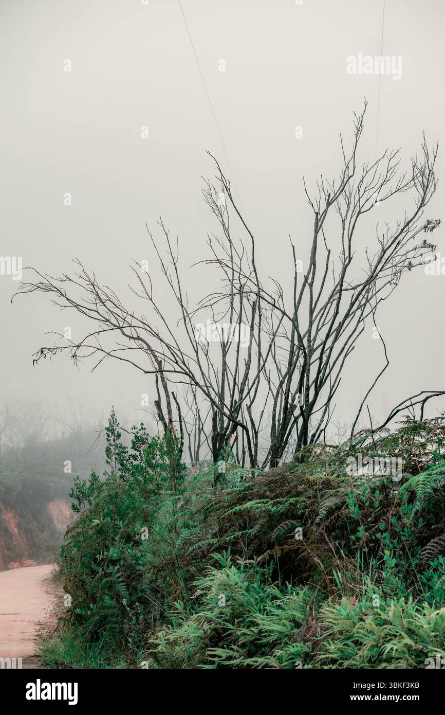 Vertikale Landschaft eines nebeligen Morgenwaldes mit einem verbrannten Baum im Vordergrund und pastellgrünen Farnen auf dem Boden. Eine heitere und stimmungsvolle natura Stockfoto