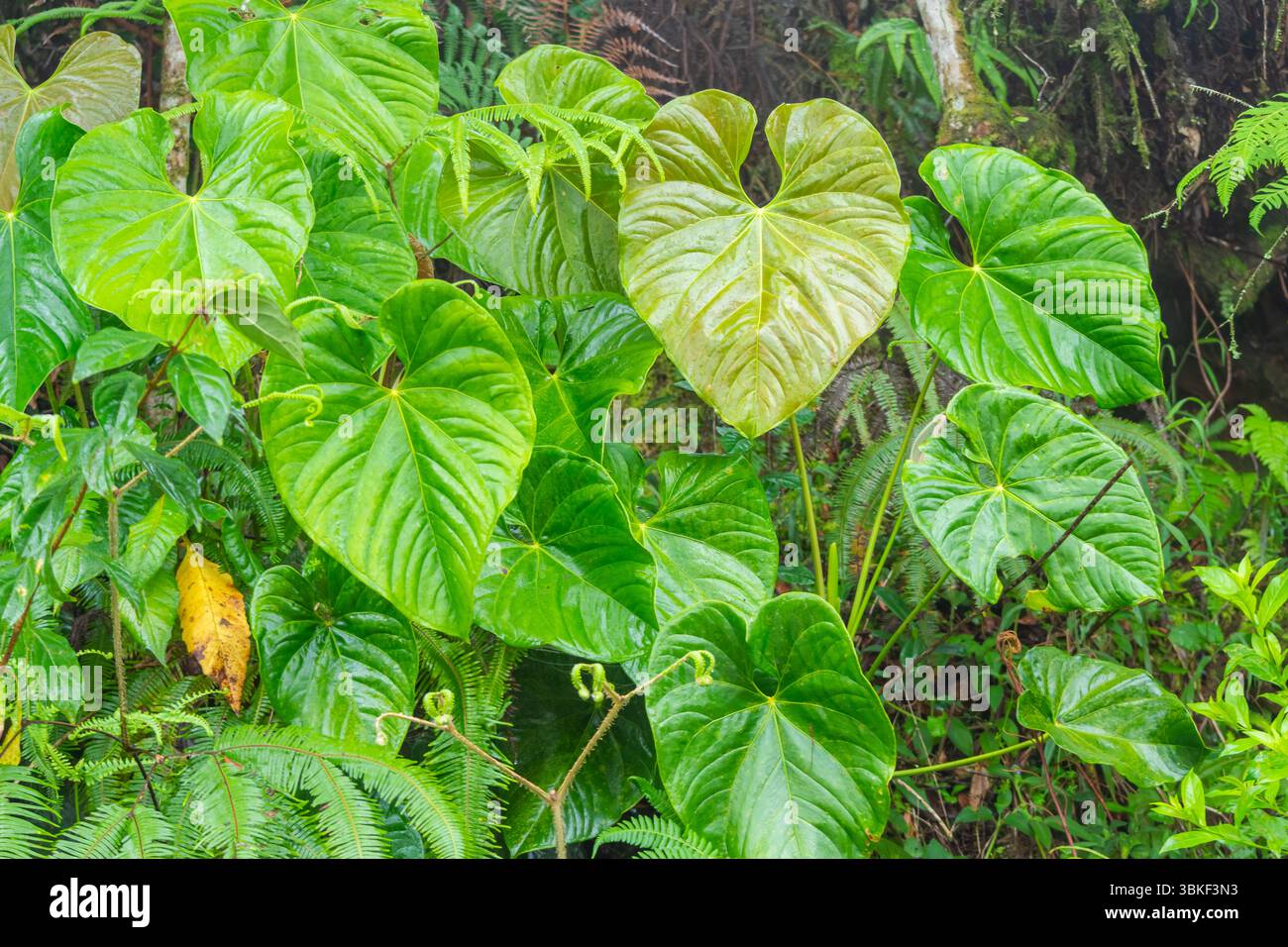Anthurium nymphaeifolium mit großen herzförmigen Blättern, die im Untergeschoss eines tropischen Nebelwaldes wachsen, umgeben von üppigem Grün. Stockfoto