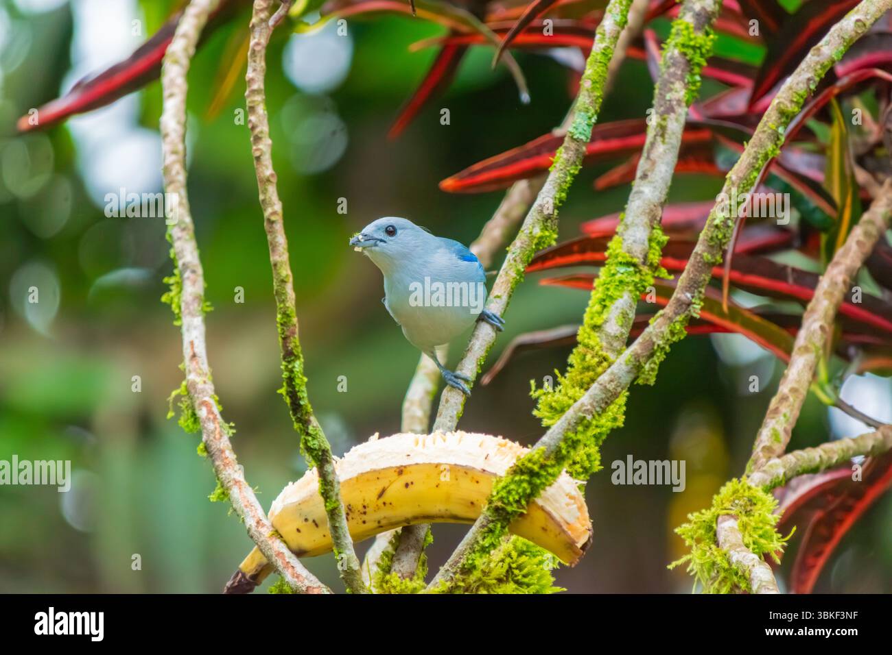 Nahaufnahme eines blau-grauen Tanagers (Thraupis episcopus) mit Banane auf dem Schnabel nach der Fütterung, der auf einem moosigen Zweig in einem tropischen Wald thront. Vertikal c Stockfoto