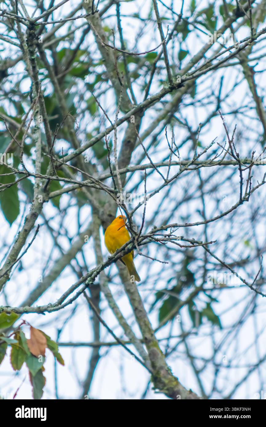 Vertikales Bild eines Safranfinks (Sicalis flaveola), der zwischen Waldästen thront. Ein lebendiger gelber Vogel in einer natürlichen Waldlandschaft, perfekt für W Stockfoto