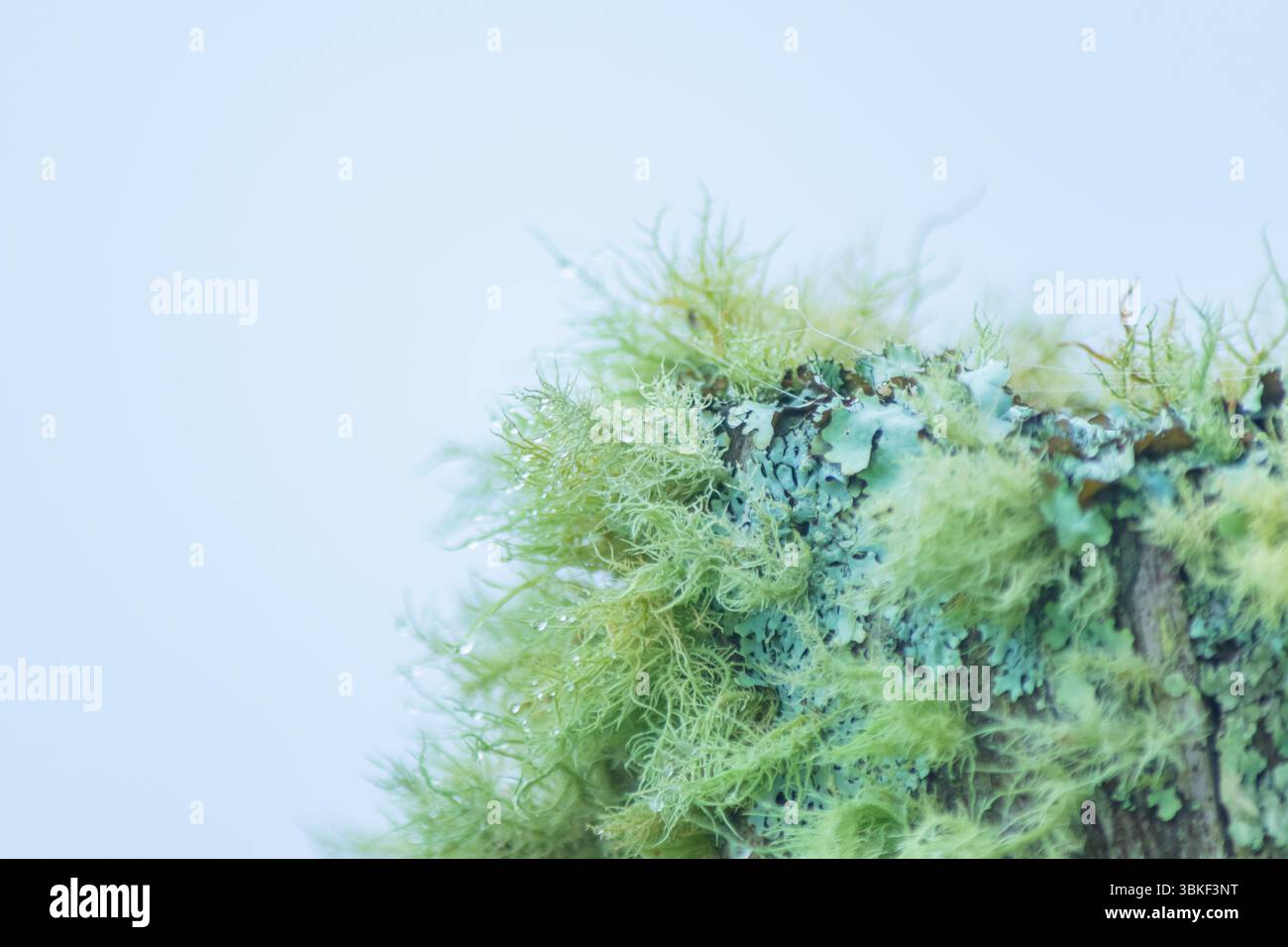 Nahaufnahme von weichem, grünem Moos, das auf Baumrinde wächst, mit verschwommenem Waldhintergrund. Ideal für die Verwendung als ruhige und natürliche Tapete. Stockfoto