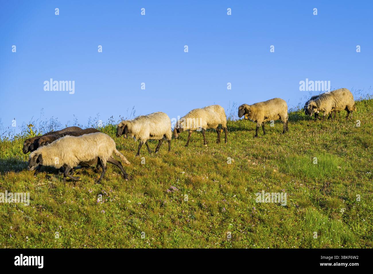 Hausschafe (Ovis orientalis aries) bei Sonnenaufgang in den Bergen in der Hochalpenstraße, Pinzgau, Salzburg, Österreich, Europa Stockfoto