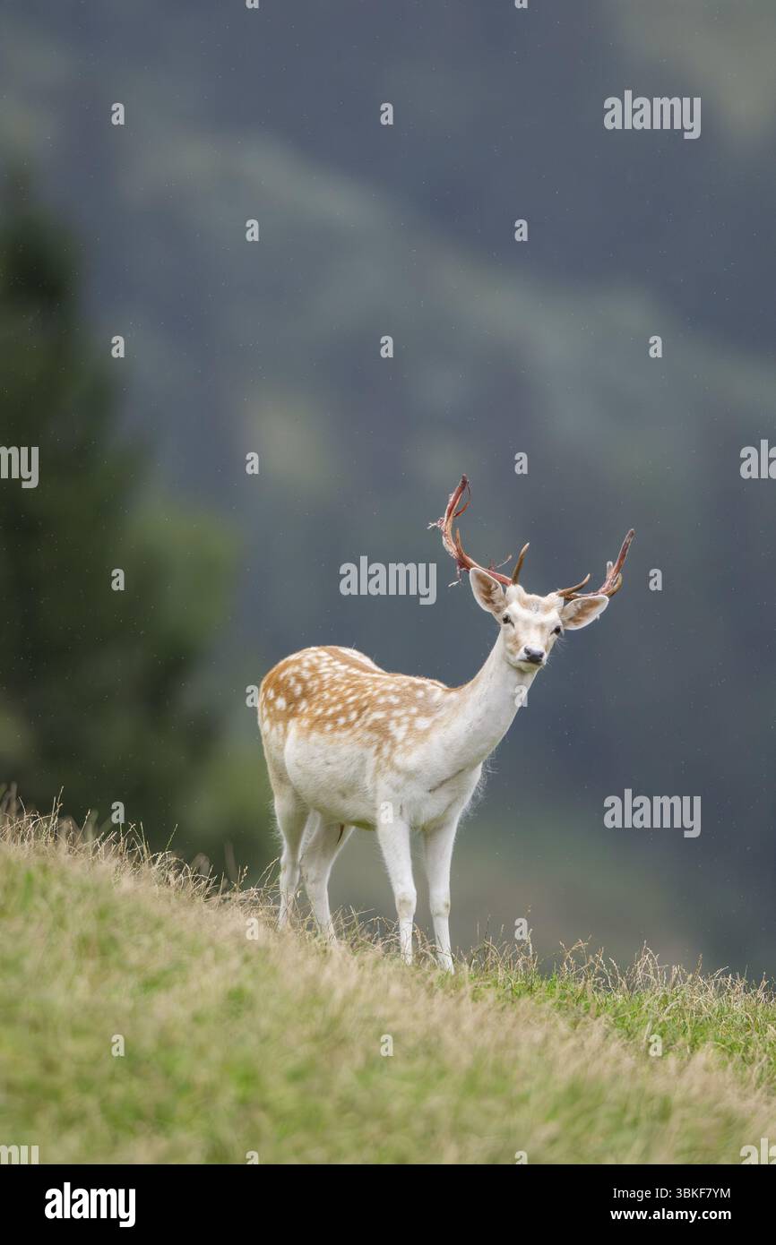 Damhirsch (Dama dama) auf einer Wiese, tirol, Kitzbühel, Wildpark Aurach, Österreich, Europa Stockfoto