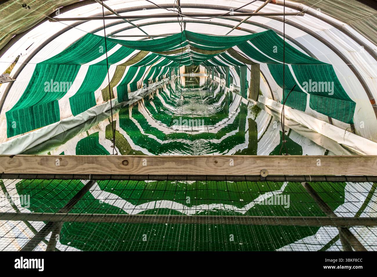Blick in einen Gewächshauskanal in einer Spirulina-Kultivierungsanlage in Port-d'Envaux: Die dunkelgrünen Spirulina-Algen (Arthrospira platensis) wachsen in flachen, mit Wasser gefüllten Becken unter Schattennetzen. Spirulina gilt als ein Protein- und nährstoffreiches Lebensmittel; in Nouvelle-Aquitaine wird diese Süßwasseralge seit den 1990er Jahren kommerziell angebaut Route des Abaupains, Port-d'Envaux, Charente-Maritime, Nouvelle-Aquitaine, Frankreich Stockfoto