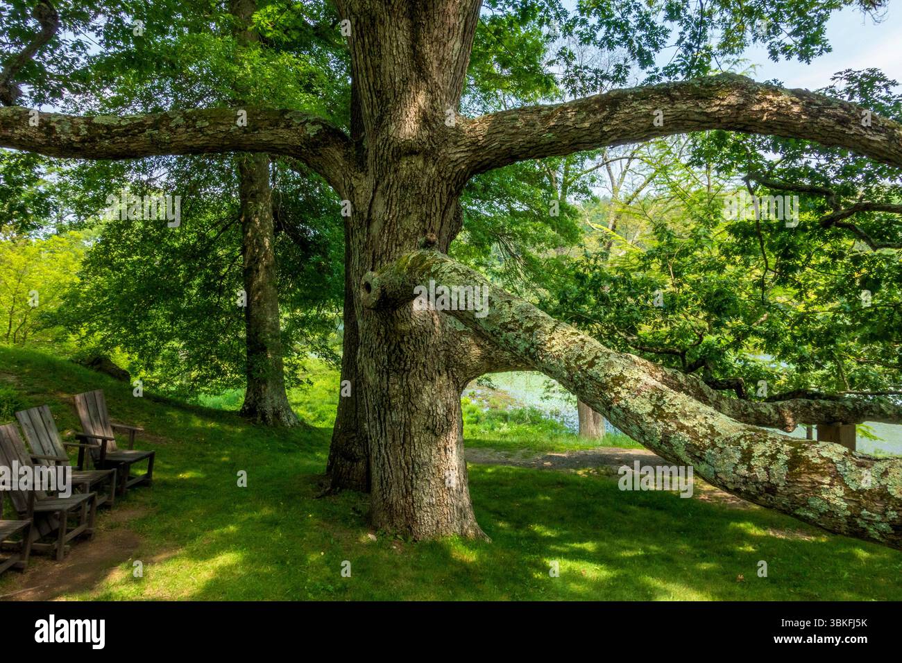 Millbrook, NY - USA 13. Juni 2025 Ein großer Baum mit dicken Ästen steht hoch im Innisfree Garden, umgeben von üppigem Grün und Holzstühlen Stockfoto