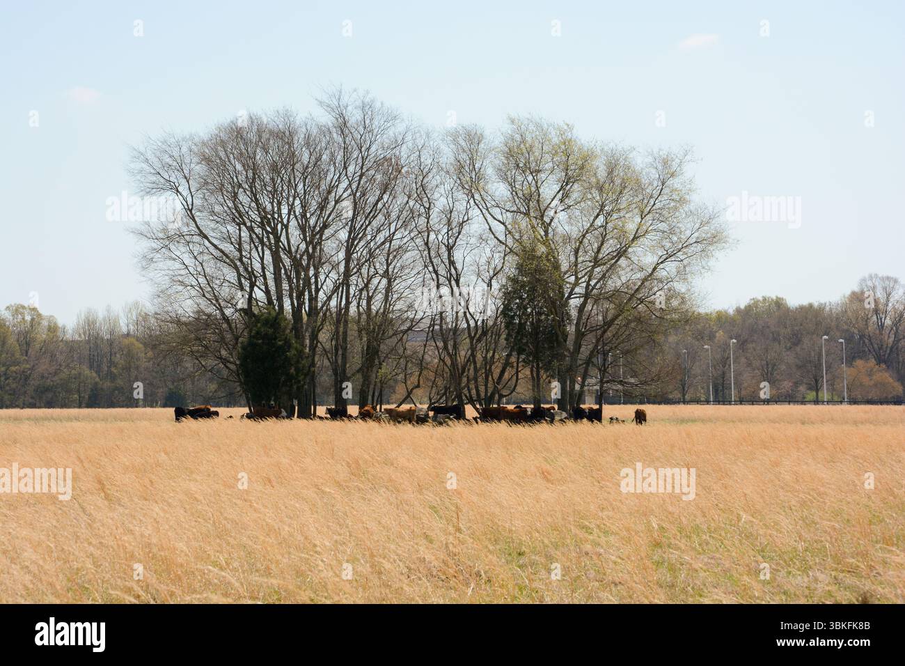 Milchfarm und Zigarettenfabrik im Besitz von Philip Morris, die für die Dreharbeiten großer Filme genutzt wurde. Red Bull übernimmt die neue Besitzerin. Stockfoto
