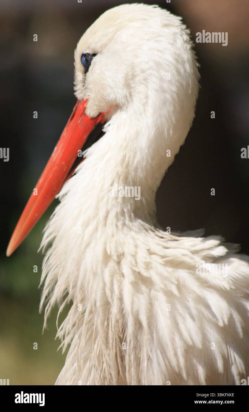 Storch Emu Schildkröte Vogelwelt Turkiye Türkei Stockfoto