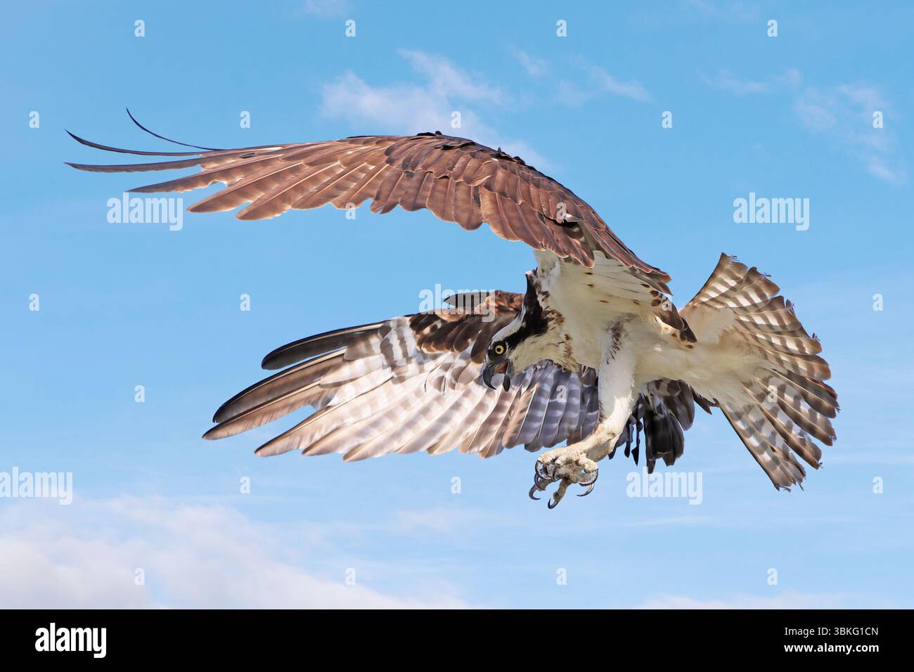 Osprey fliegt auf blauem Himmel, Kanada Stockfoto