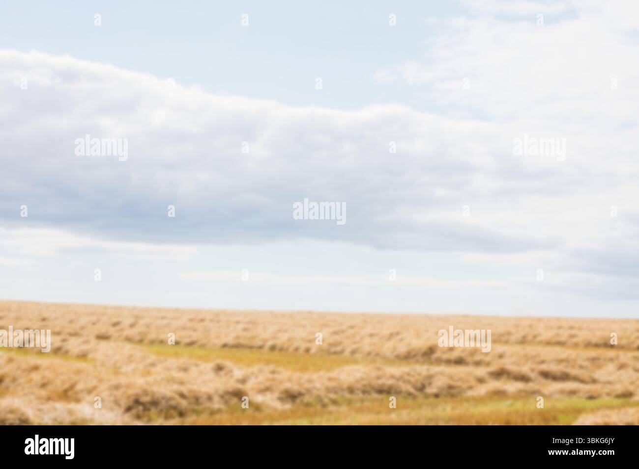 Wiese gegen bewölkter Himmel Stockfoto