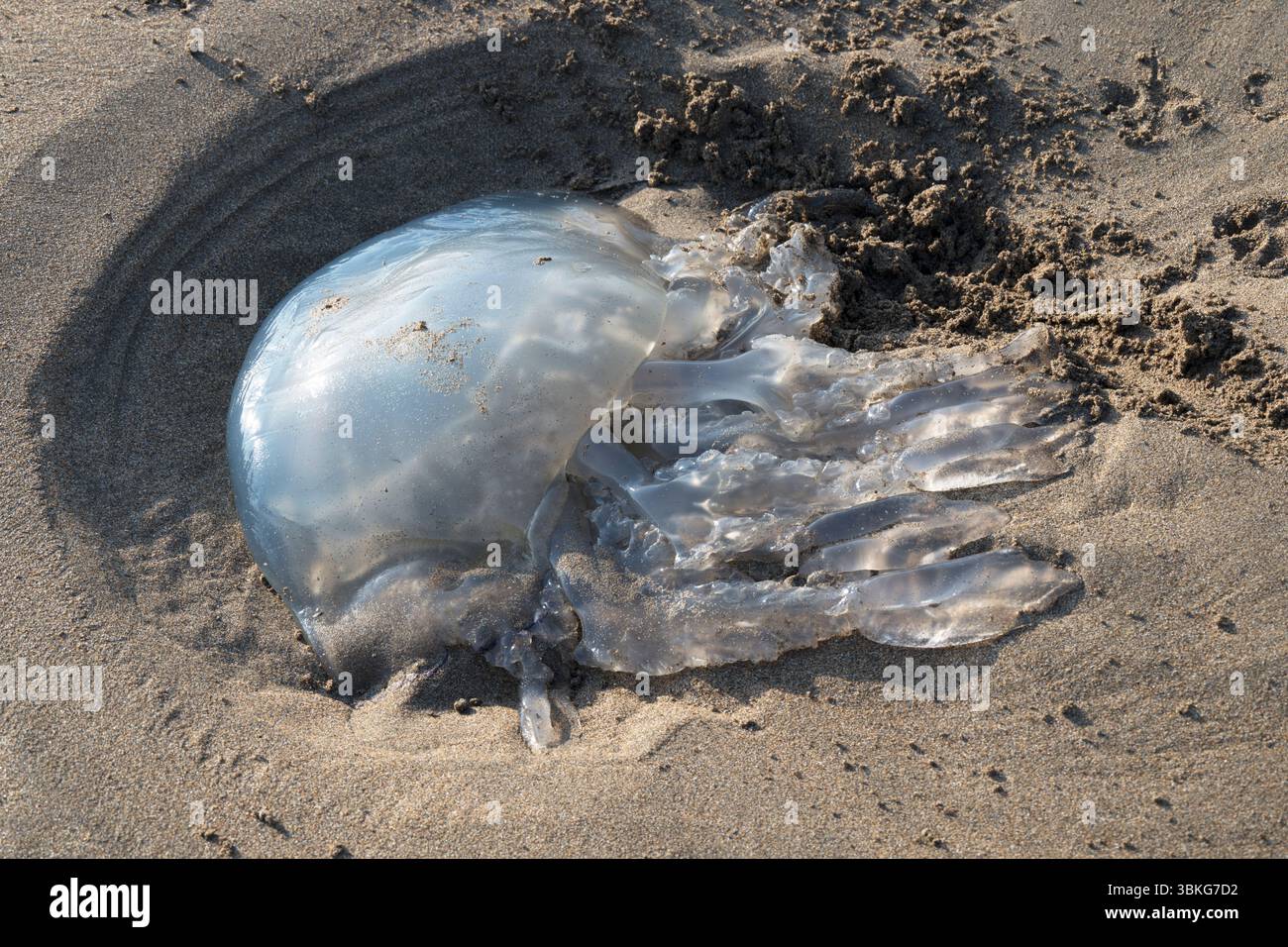 Große gestrandete Quallen am Cornwall Beach Stockfoto