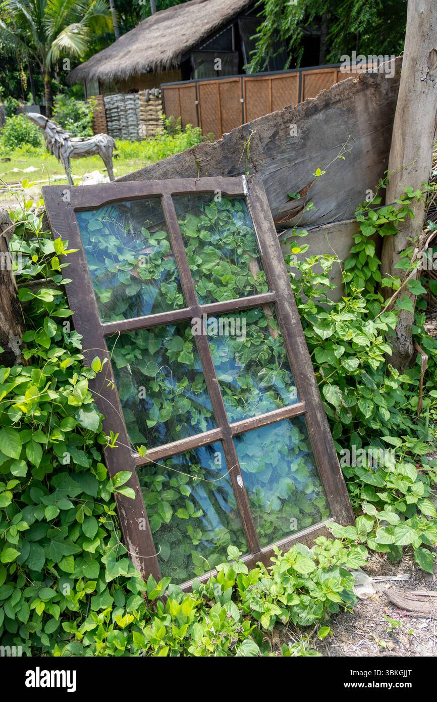 Fenster mit Reben, die darauf wachsen. Das Fenster ist kaputt und grün gefärbt Stockfoto