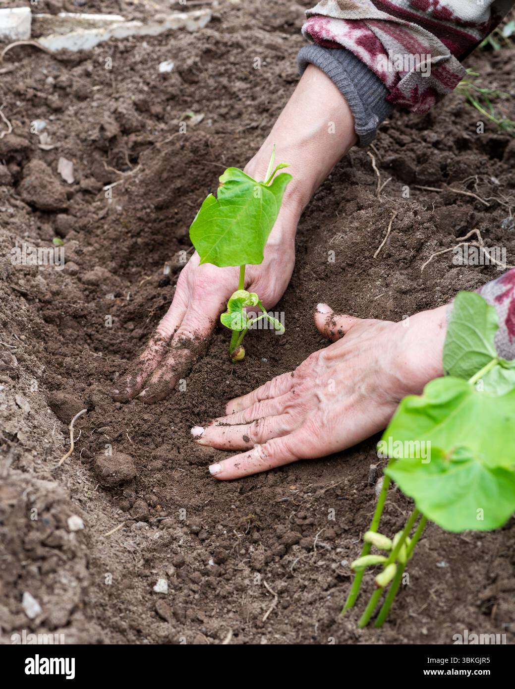 Nahaufnahme von Bauernhänden, die Bohnensämlinge in Boden auf organischem Feld Pflanzen. Gartenarbeiten im Frühjahr. Traditionelle Landwirtschaft. Stockfoto