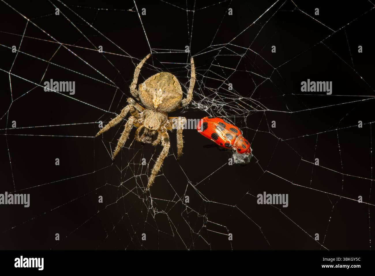 Araneus ventricosus mit einer Beute auf einem Spinnennetz Stockfoto