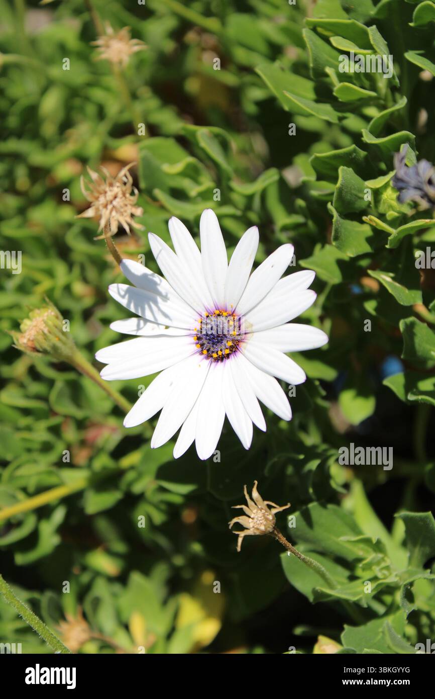 Strauchiger Daisybusch, afrikanischer Gänseblümchen, Dimorphothèque arbustive, Dimorfoteca arbustiva - Dimorphotheca fruticosa - Asteraceae Stockfoto