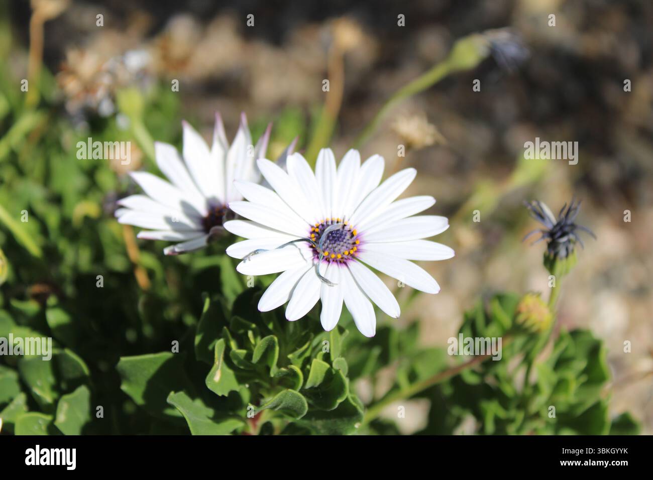 Strauchiger Daisybusch, afrikanischer Gänseblümchen, Dimorphothèque arbustive, Dimorfoteca arbustiva - Dimorphotheca fruticosa - Asteraceae Stockfoto