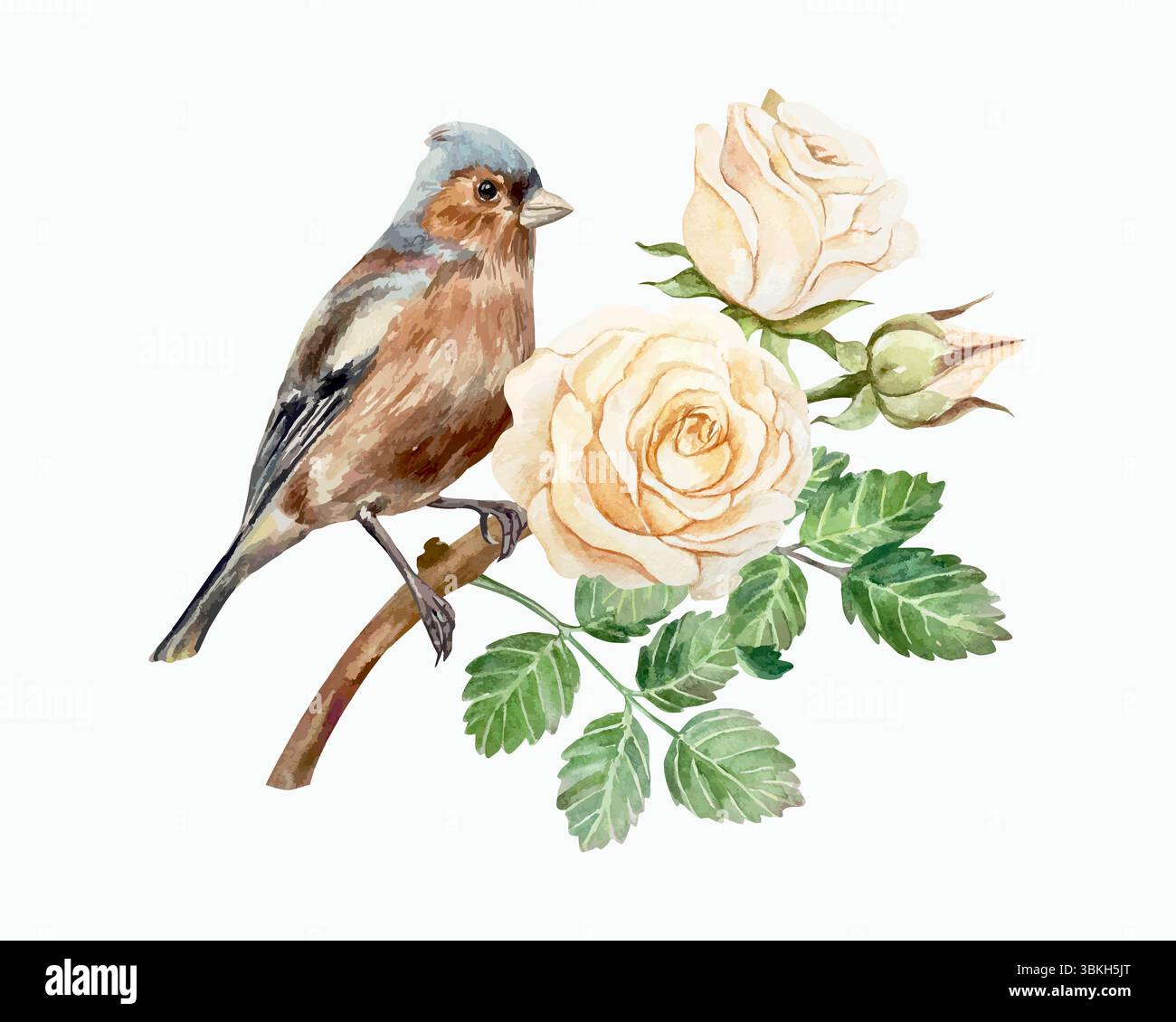 Rosen Aquarell und Vogel. Schöne pastellfarbene Pfirsichblüten und braune finke. Handgezeichnete Vektorgrafik. Für Vintage-Grußkarten, Hochzeit Stock Vektor