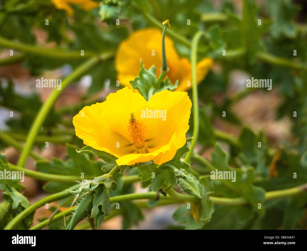 Sommerblumen des Gelbhornmohns Glaucium flavum, einer britischen Wildblume in Küstengebieten Stockfoto