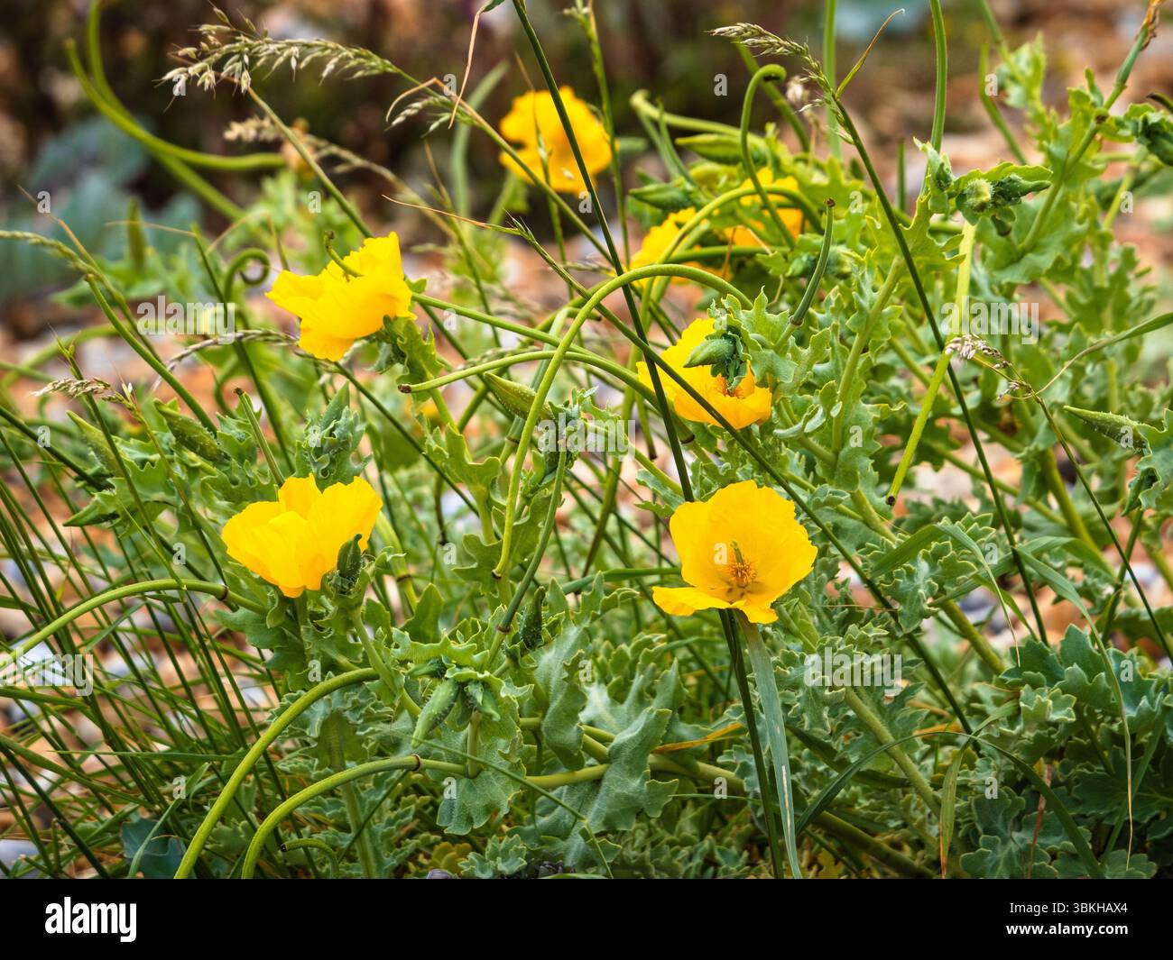 Sommerblumen des Gelbhornmohns Glaucium flavum, einer britischen Wildblume in Küstengebieten Stockfoto