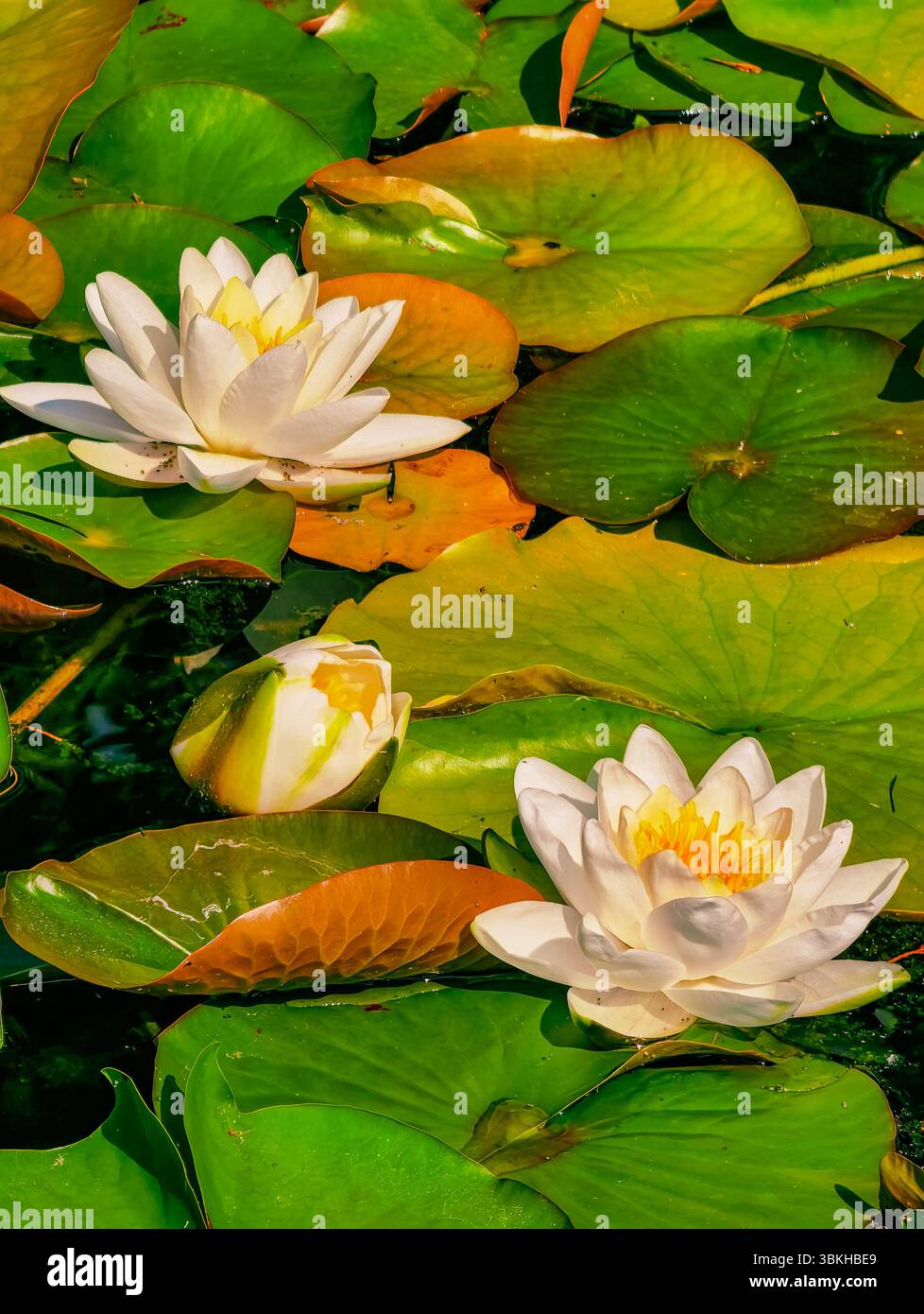 Ruhiger Wasserlilienteich: Lebendige grüne Lilienpads und zarte weiße Blüten in einer ruhigen natürlichen Umgebung, perfekt für Natur-, Wellness- und Entspannungsthemen. Vertikales Stockfoto Stockfoto