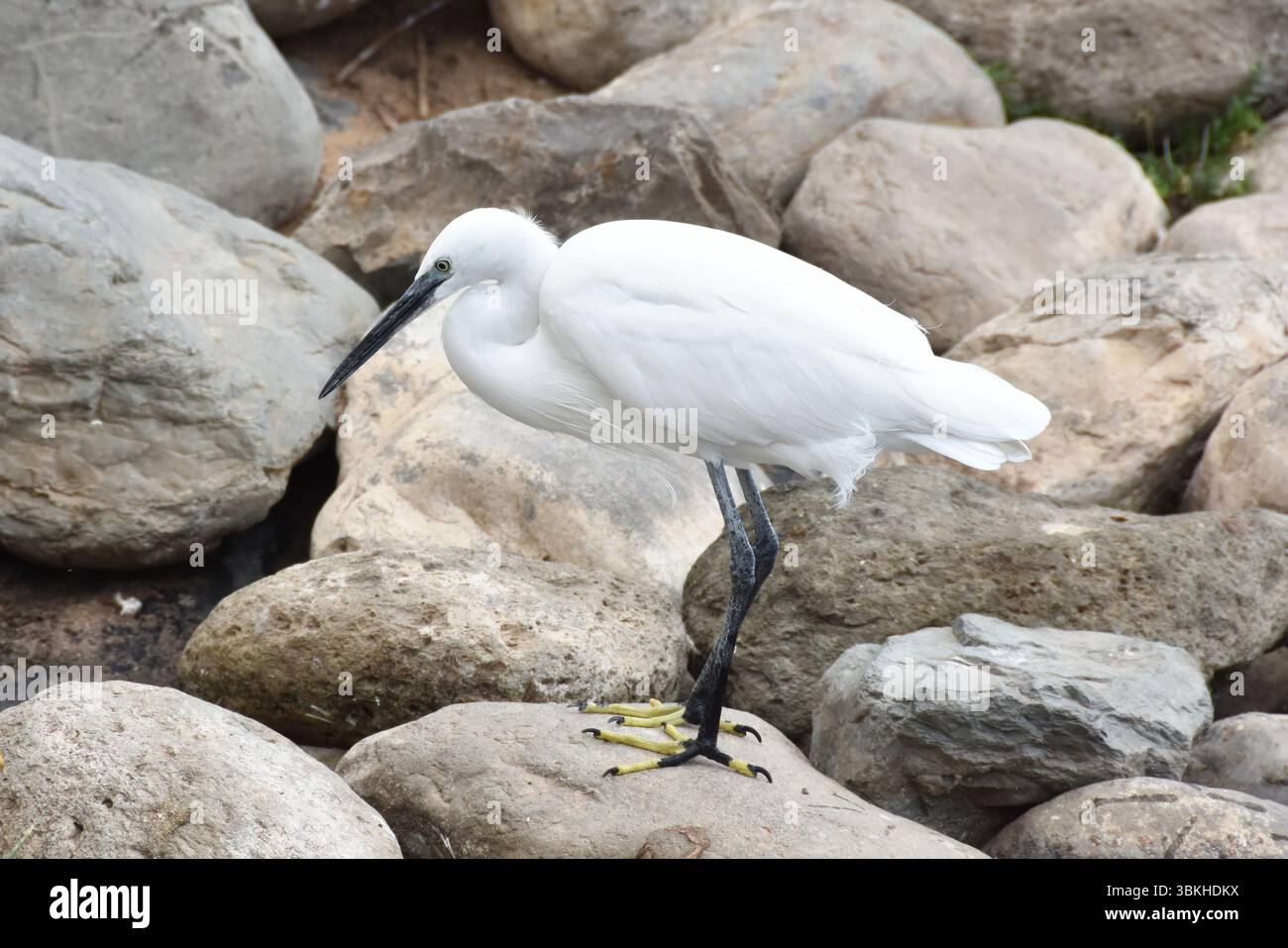 Der kleine Reiher Egretta garzetta Weißer Reiher Wasservogel in der Natur Stockfoto