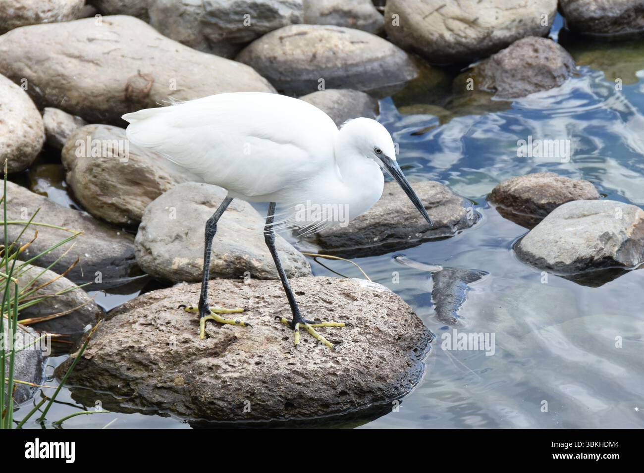Der kleine Reiher Egretta garzetta Weißer Reiher Wasservogel in der Natur Stockfoto