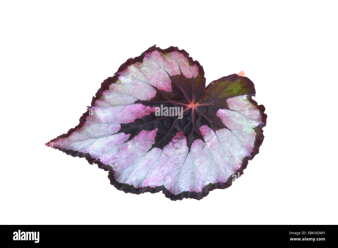 Blatt von Begonia rex Begonia Pflanze mit gemaltem Blatt isoliert auf weißem Hintergrund Stockfoto Blatt von Begonia rex Begonia Pflanze mit gemaltem Blatt isoliert auf weißem Hintergrund Stockfoto