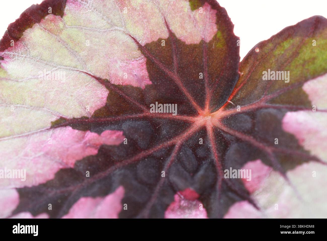 Blatt von Begonia rex Begonia Pflanze mit gemaltem Blatt isoliert auf weißem Hintergrund Stockfoto Blatt von Begonia rex Begonia Pflanze mit gemaltem Blatt isoliert auf weißem Hintergrund Stockfoto