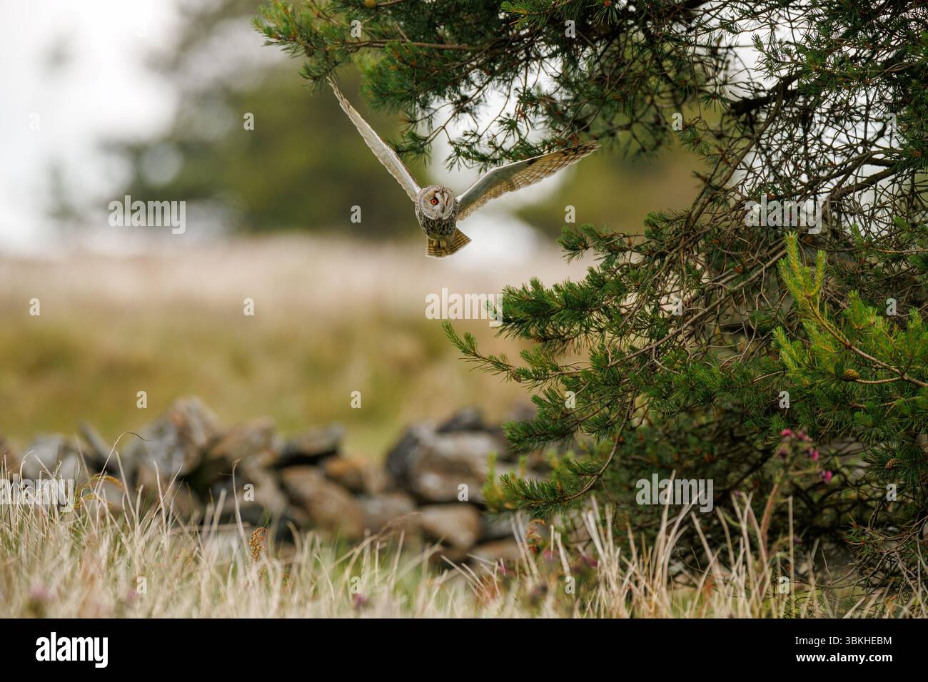 Langohrige Eulen in Lancashire. Stockfoto