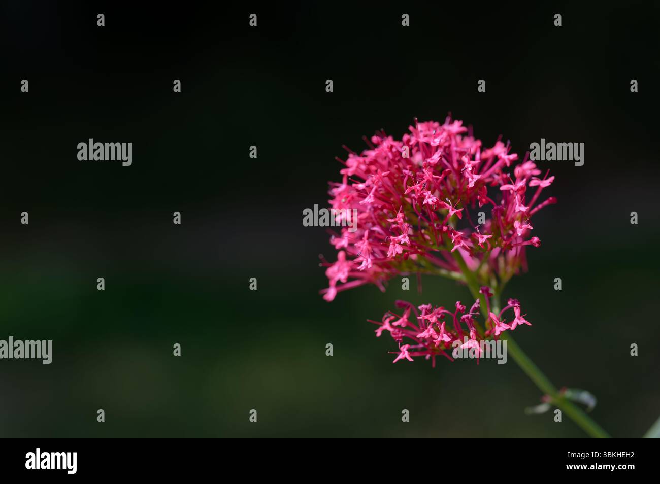 Rosafarbene Blume mit dreieckigen Blütenblättern mit geringer Schärfentiefe, naturgrüner Hintergrund. Stockfoto