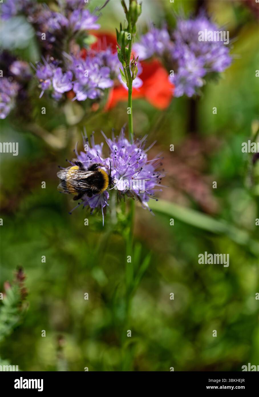 Hummel krabbelt in lila Blüte Stockfoto