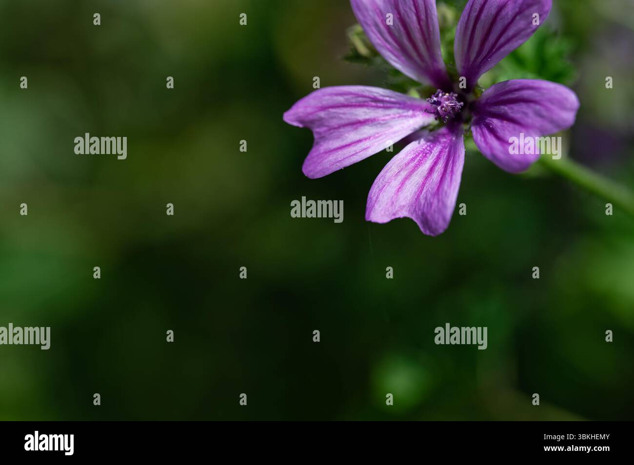 Violette Blütenblätter isoliert durch geringe Schärfentiefe, grüner natürlicher Hintergrund. Stockfoto