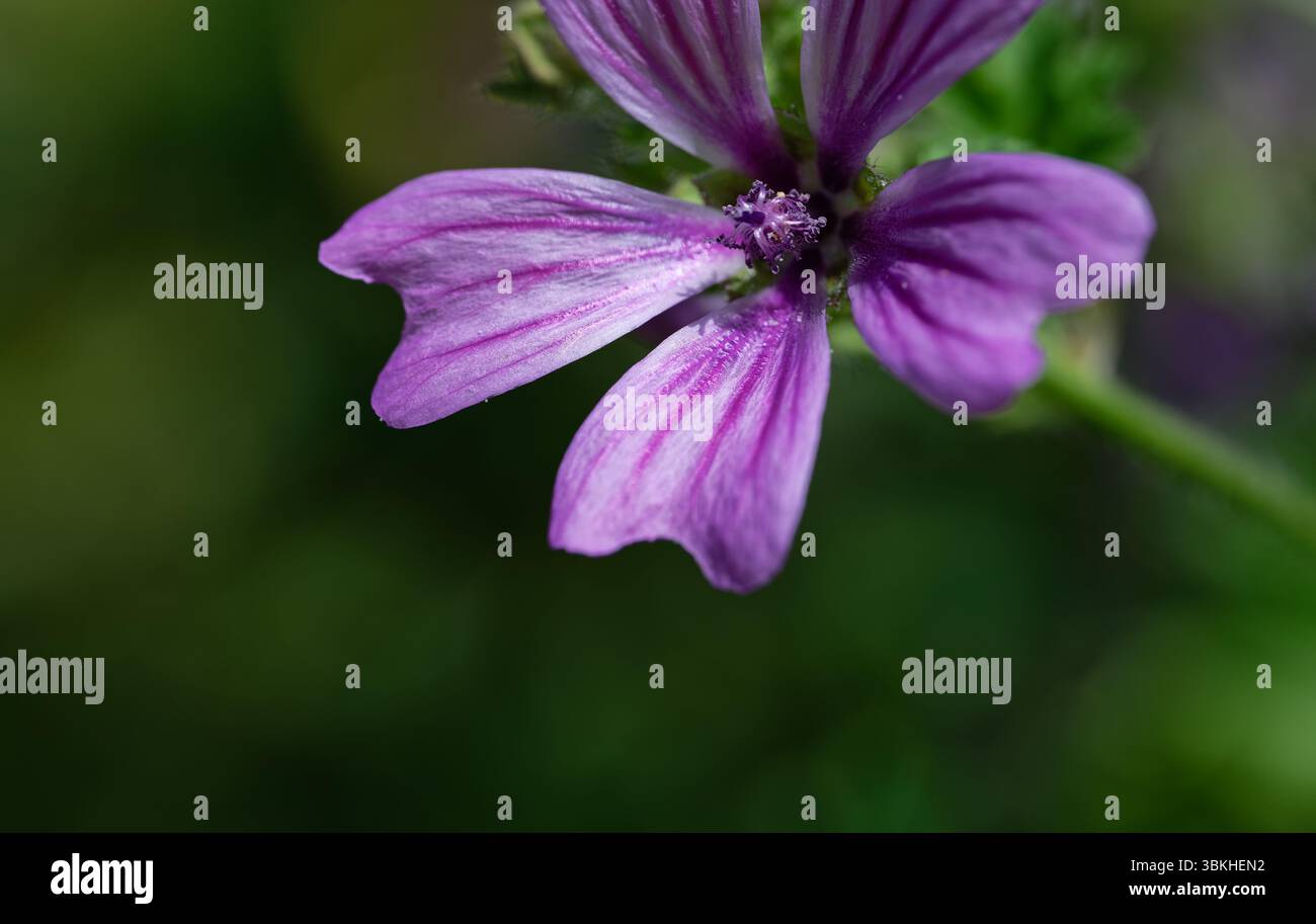 Violette Blütenblätter isoliert durch geringe Schärfentiefe, grüner natürlicher Hintergrund. Stockfoto